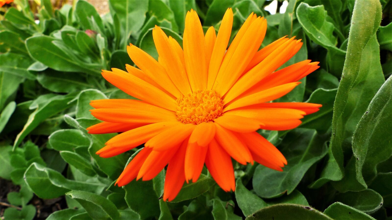 Panasonic Lumix DMC-FZ200 sample photo. Plant, flower, summer photography