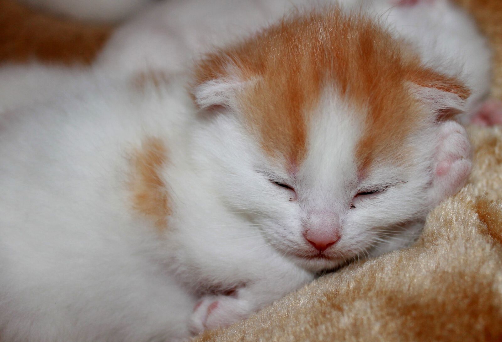 Canon EOS 1100D (EOS Rebel T3 / EOS Kiss X50) sample photo. Young kittens, sweet, pet photography