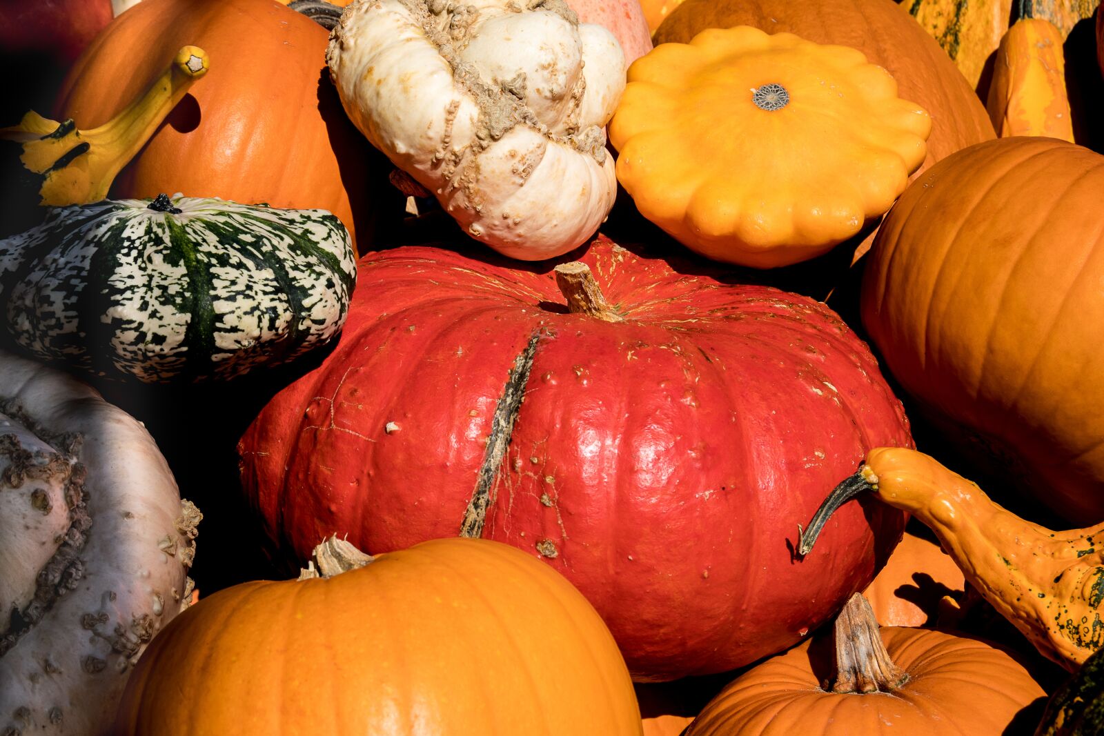 Canon EOS 80D sample photo. Pumpkin, pumpkins, vegetables photography