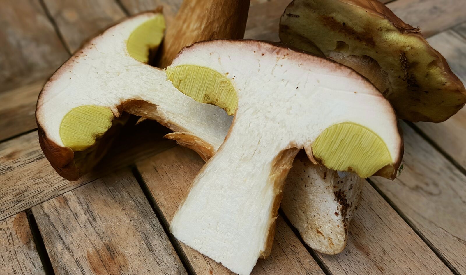 Samsung Galaxy S7 sample photo. Mushrooms, porcini mushrooms, mushroom photography