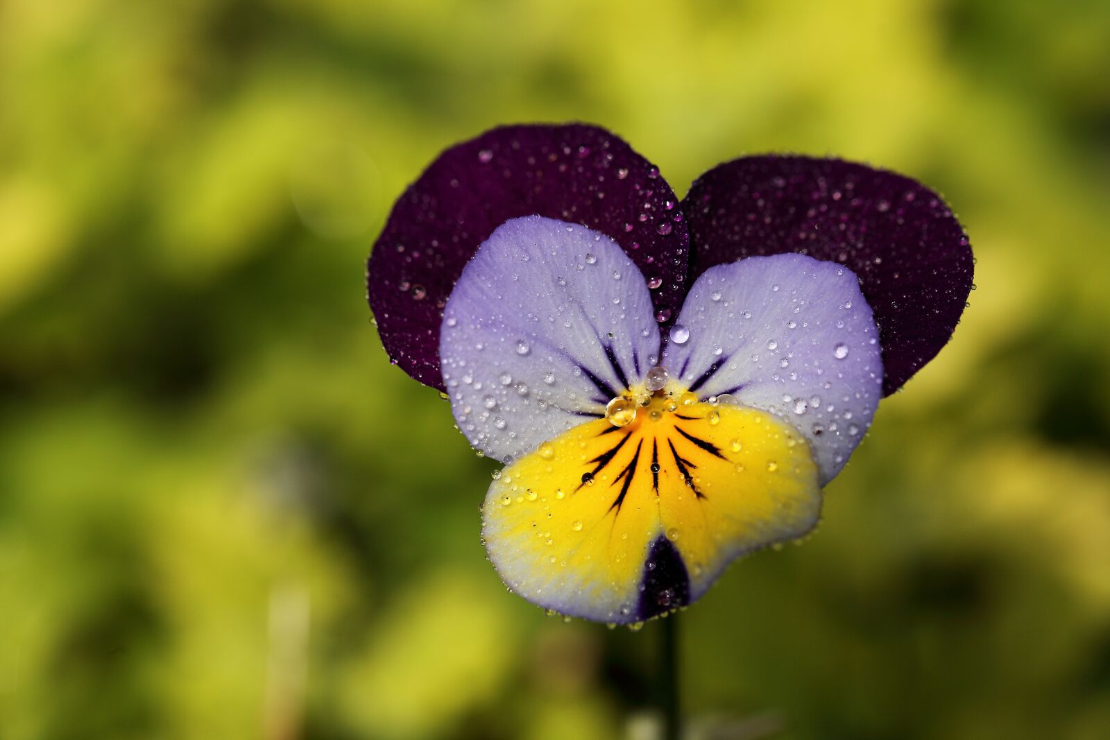 Canon EOS 5D Mark II sample photo. Flower, thinking, dew photography