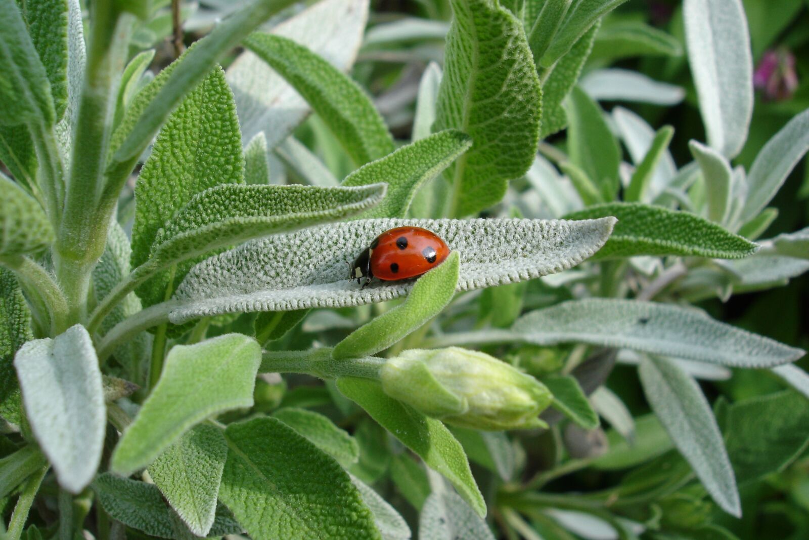 Sony DSC-W1 sample photo. Ladybug, sage, plant photography