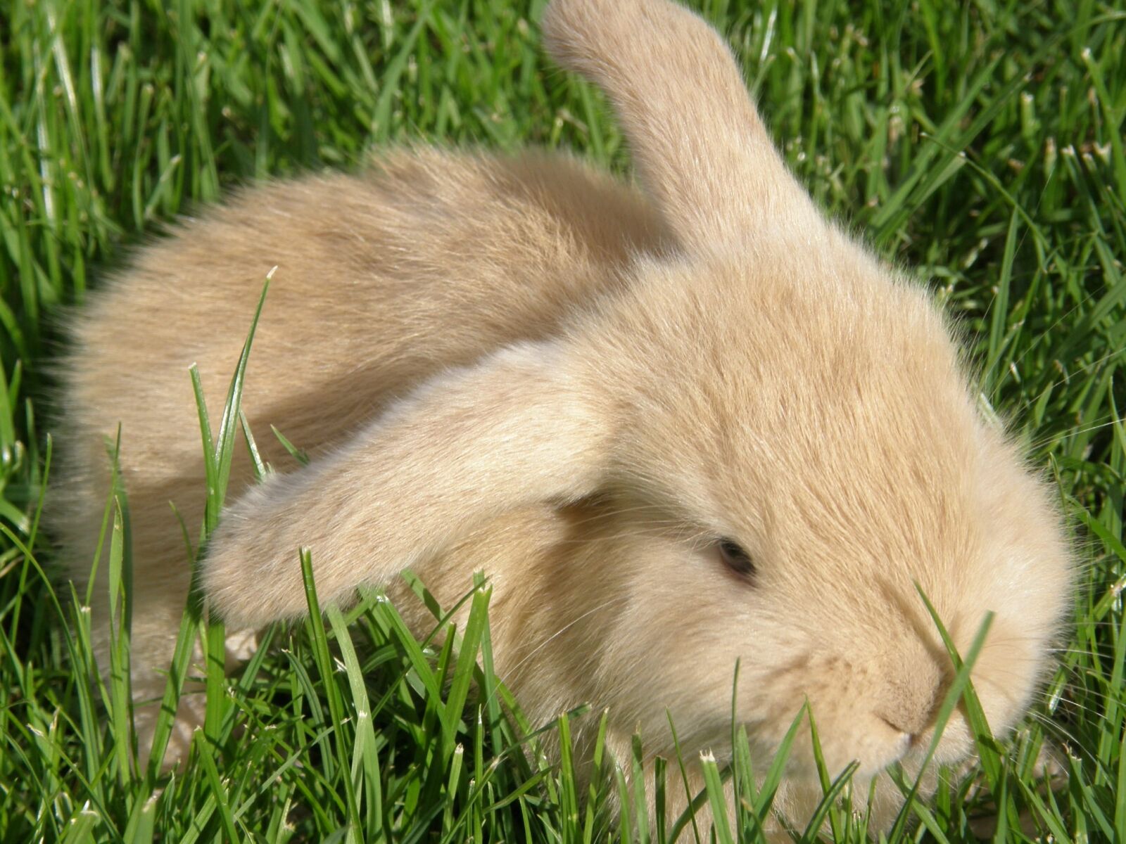 Olympus SP550UZ sample photo. Rabbit, hare, baby photography