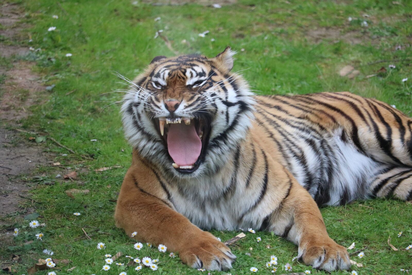 Canon EF-S 55-250mm F4-5.6 IS STM sample photo. Tiger, zoo, predator photography
