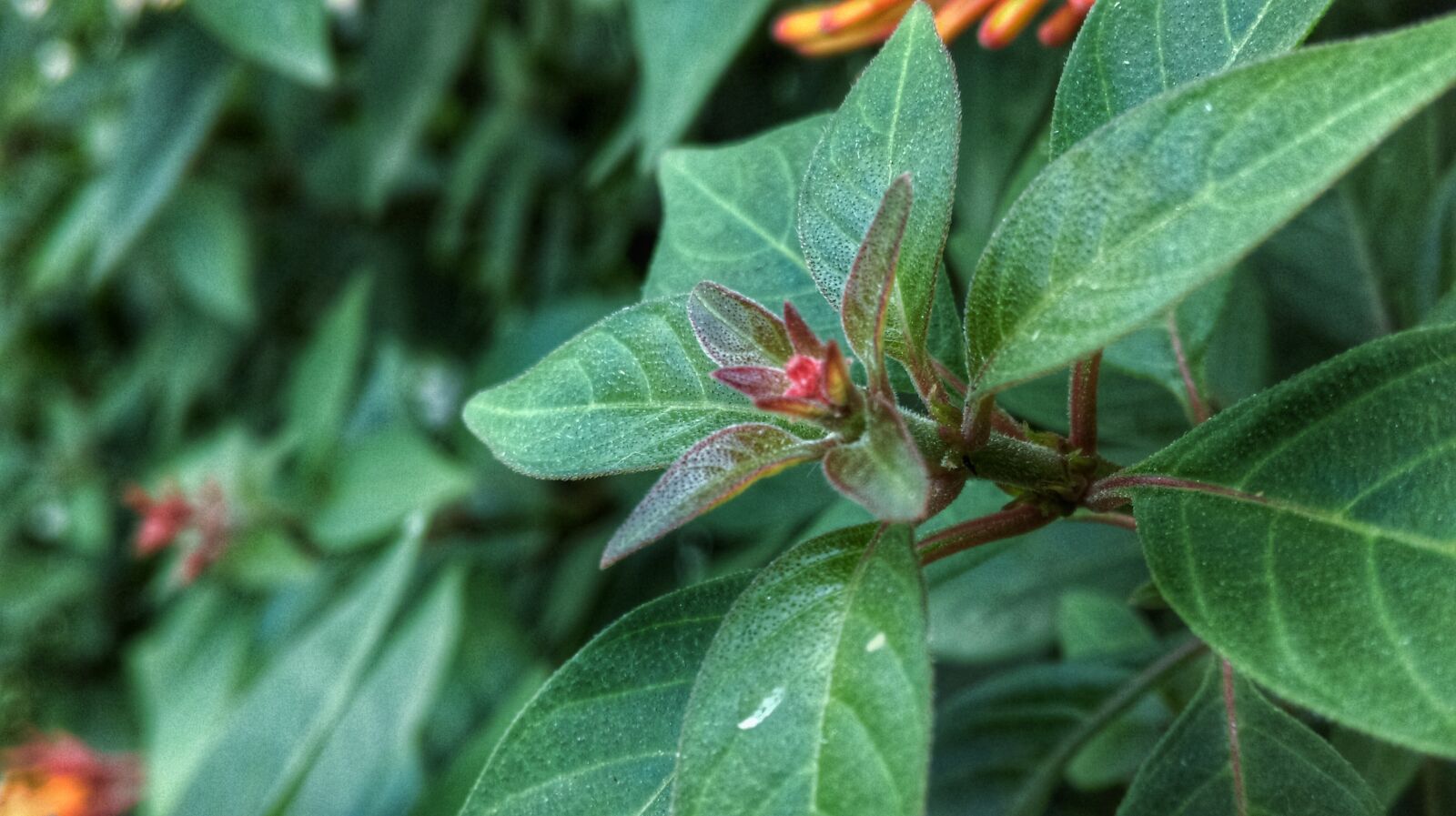 HTC Desire 816 dual sim sample photo. Leaf, macro, rain photography