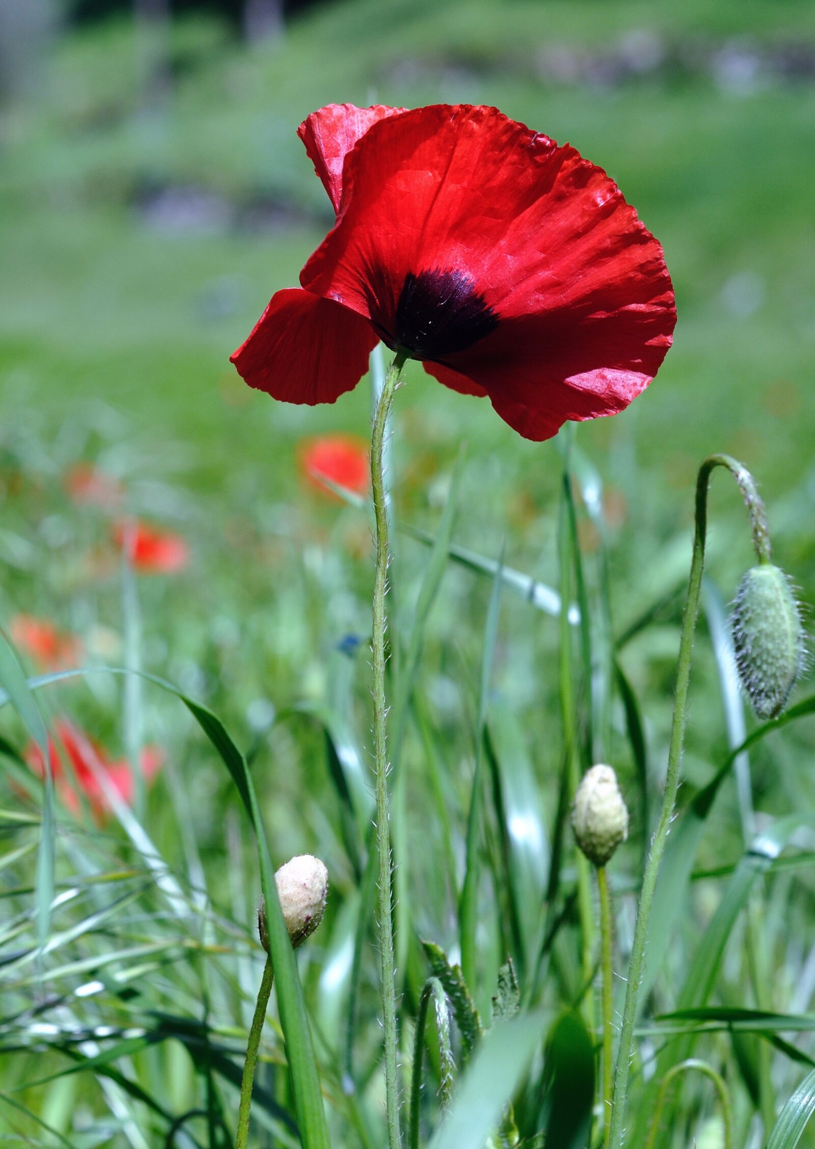 Nikon D90 sample photo. Flowers, poppy, field photography