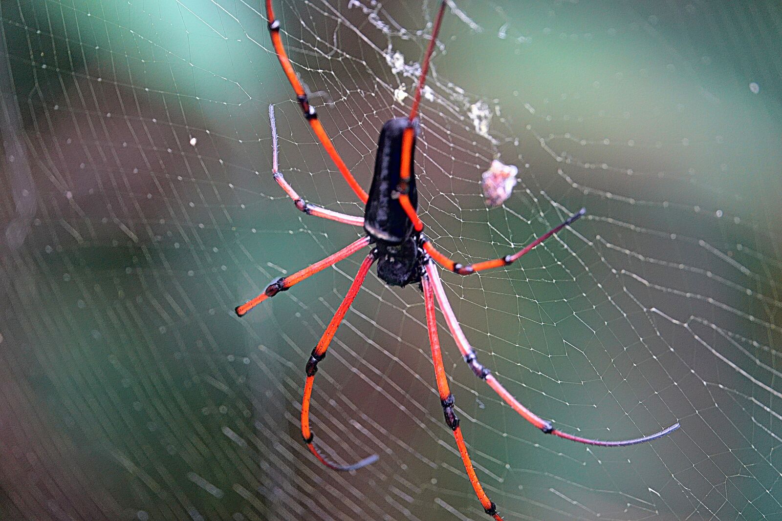 Sony Cyber-shot DSC-RX10 III sample photo. Spider, arachnid, cobweb photography