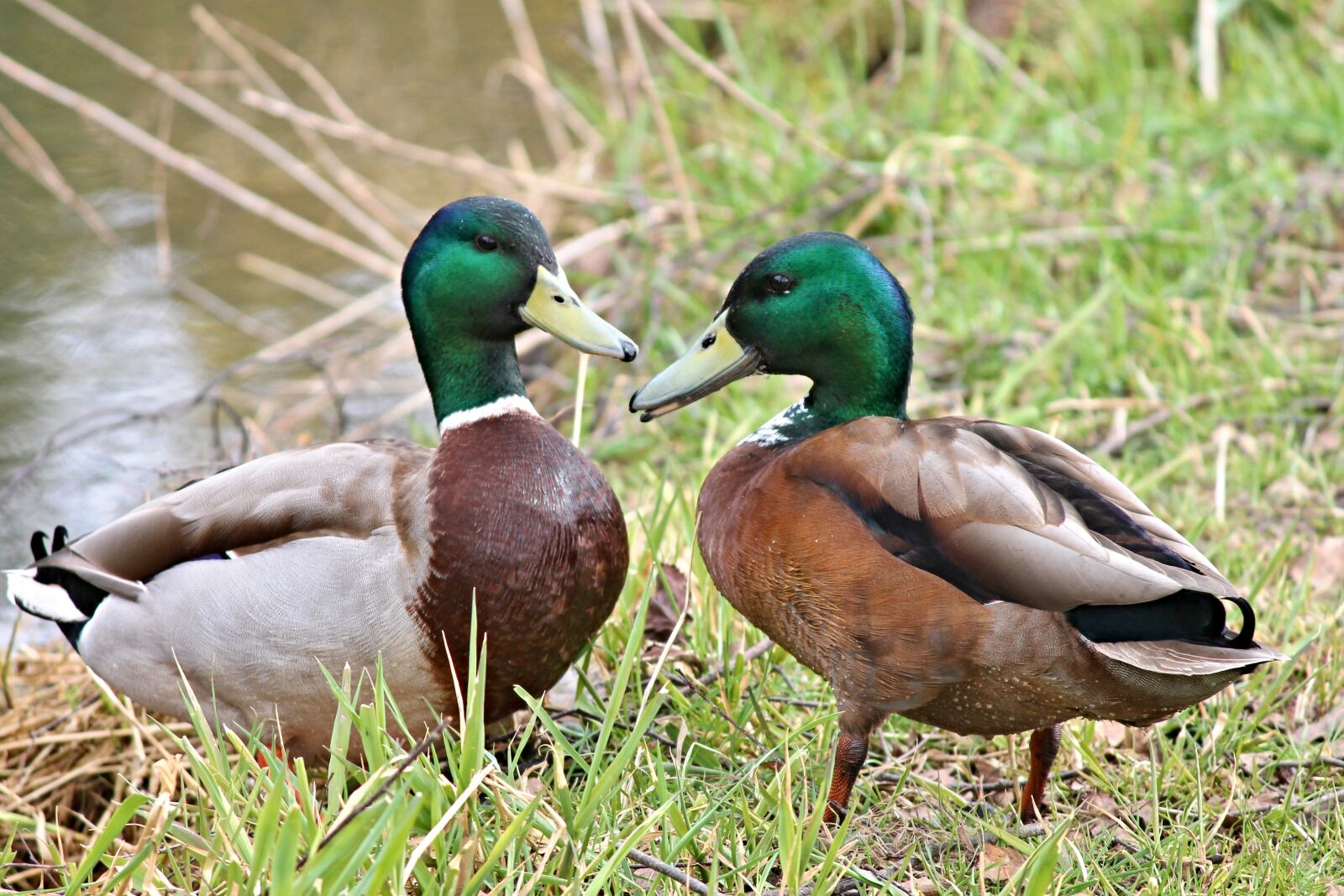 Canon EOS 1100D (EOS Rebel T3 / EOS Kiss X50) sample photo. Ducks, drake, mallards photography