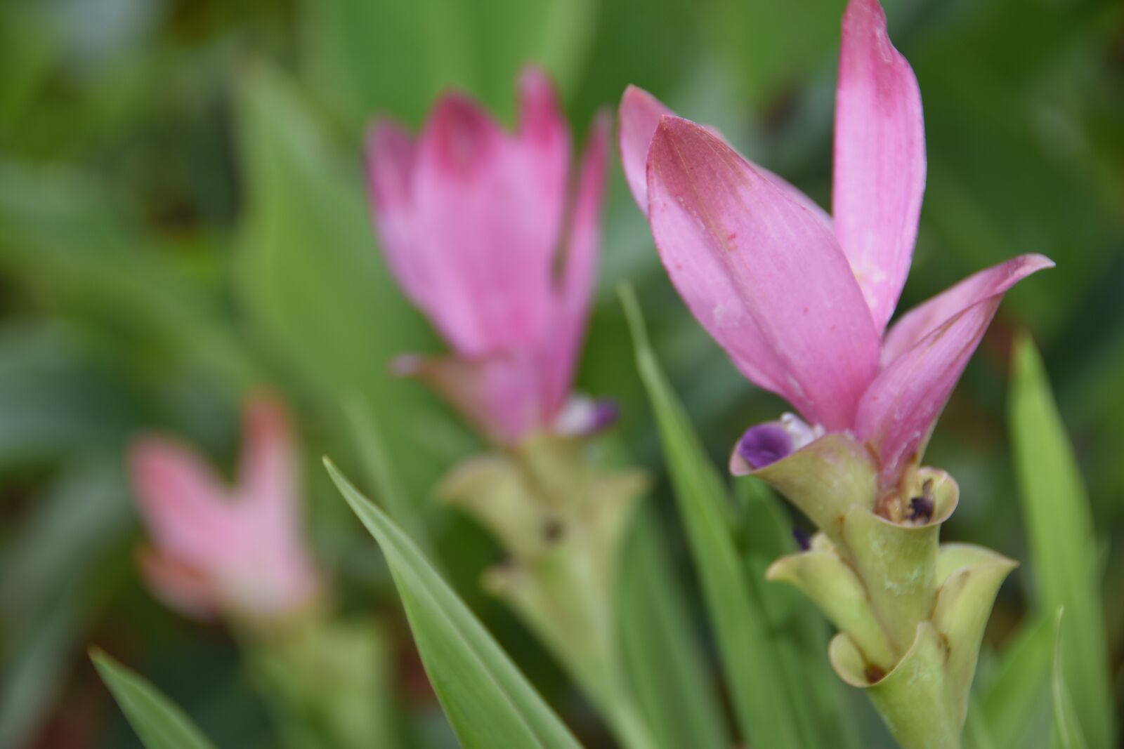 Nikon D7200 sample photo. Siam tulip, flower, pink photography