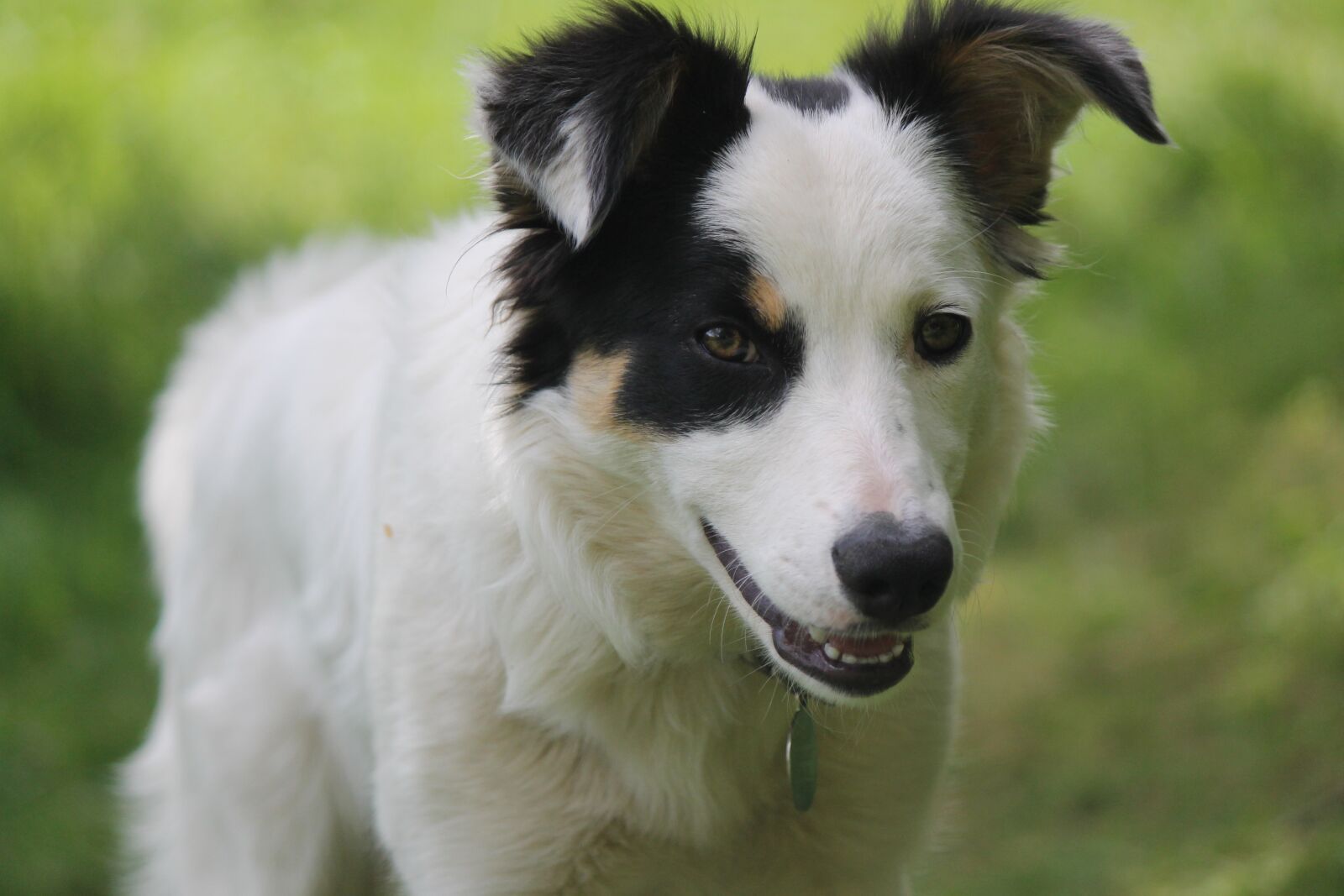 Canon EOS 1100D (EOS Rebel T3 / EOS Kiss X50) sample photo. Dog, sheepdog, collie photography