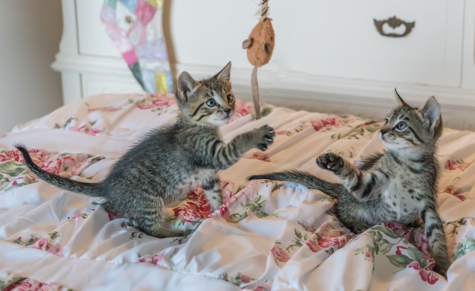 Sony a7R II + Sony FE 24-240mm F3.5-6.3 OSS sample photo. Kittens, cats, foster photography