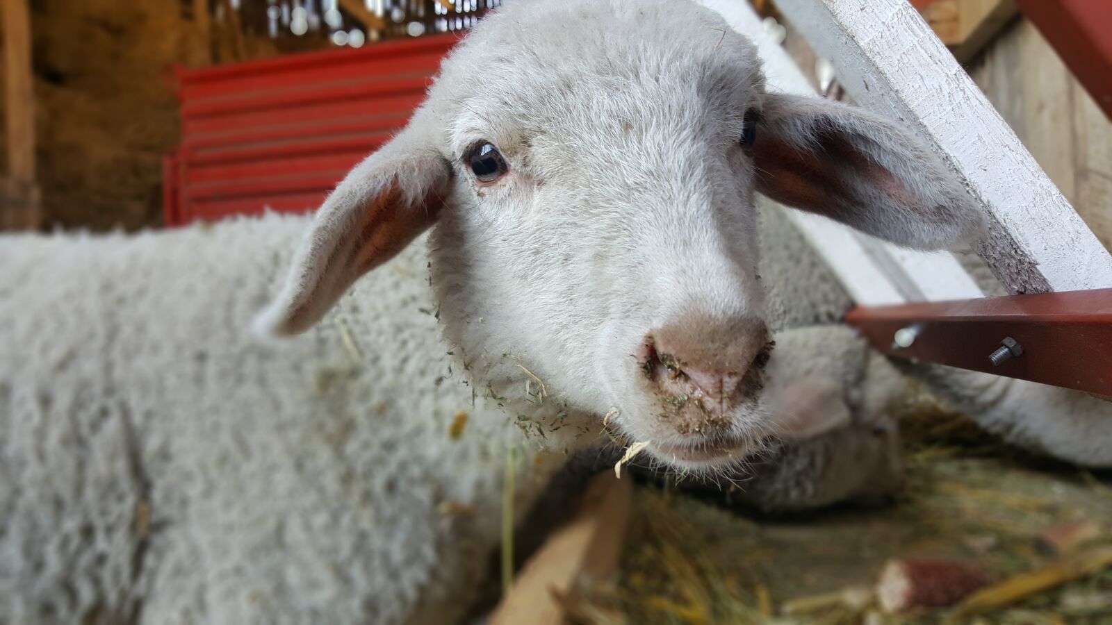 Samsung Galaxy S6 sample photo. Lamb, sheep, farm photography