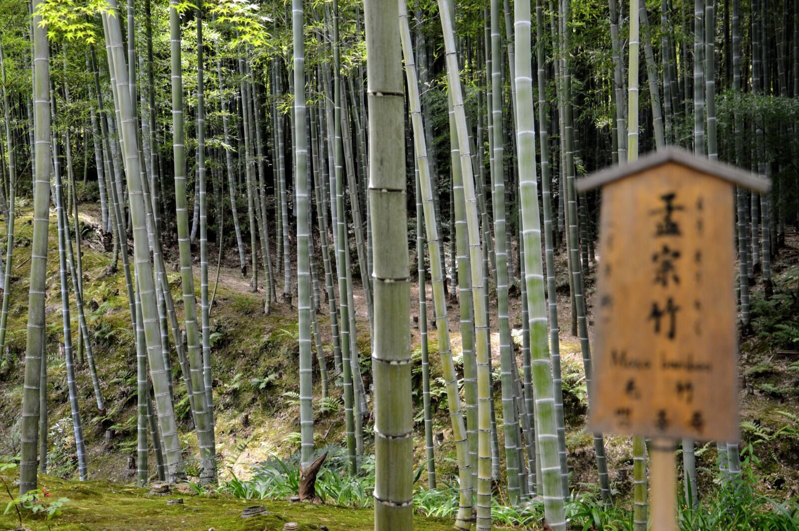 Nikon D3200 sample photo. Forest, bamboo, japan photography