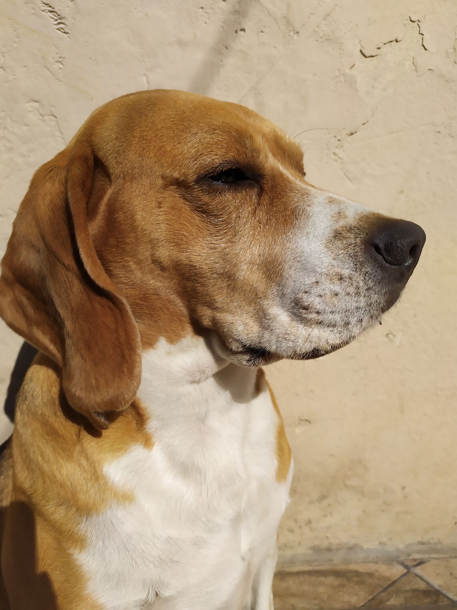 Xiaomi Redmi Note 7 sample photo. Beagle, dog, puppy photography