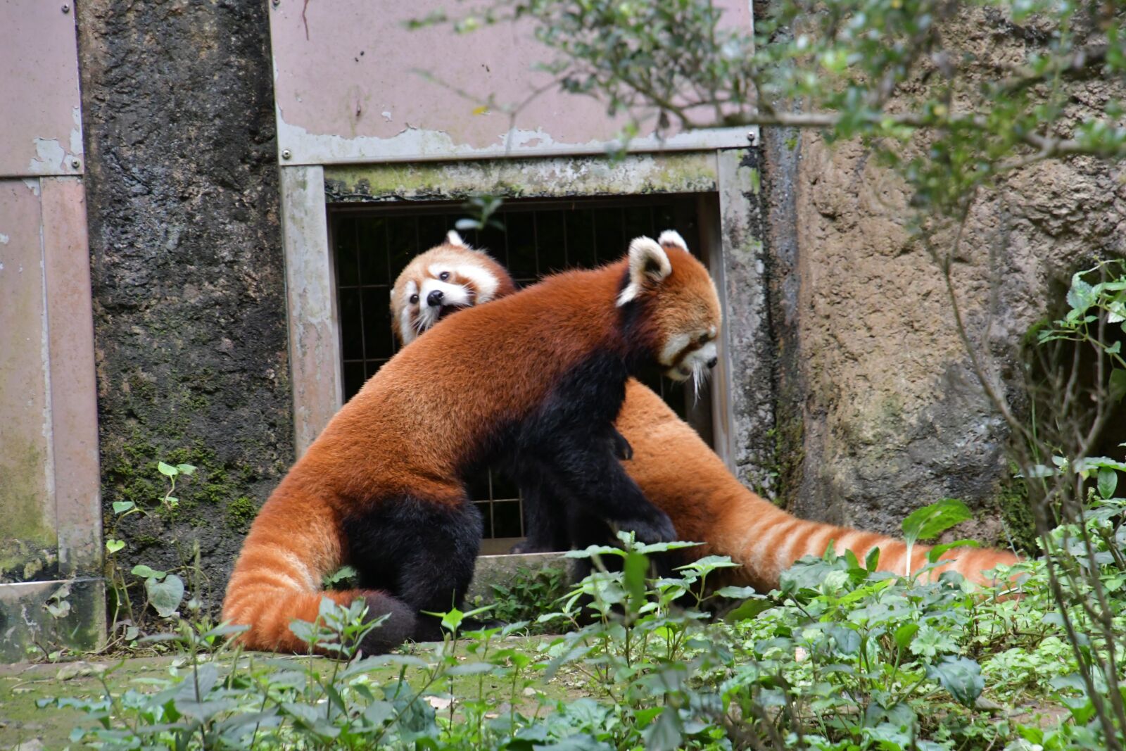 Nikon D7500 sample photo. Red pandas, bears, animals photography