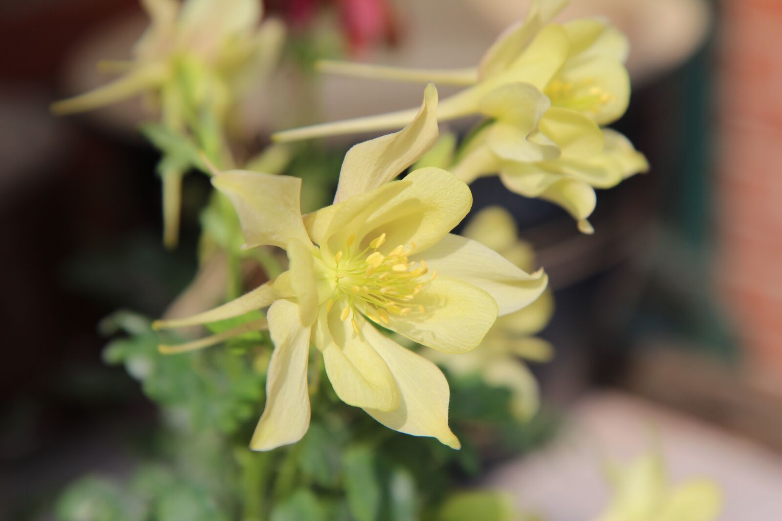 Canon EOS 600D (Rebel EOS T3i / EOS Kiss X5) sample photo. Columbine, ancolie yellow, flowering photography