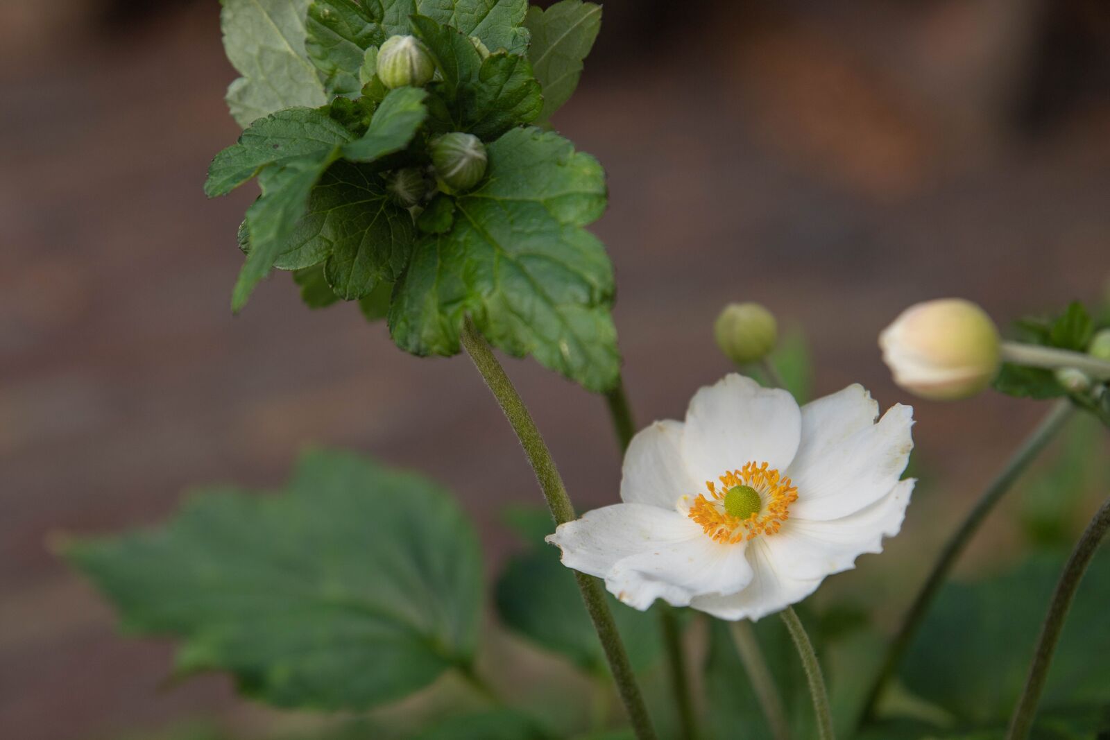 Canon EOS 6D Mark II sample photo. Anemone, white anemone, flower photography