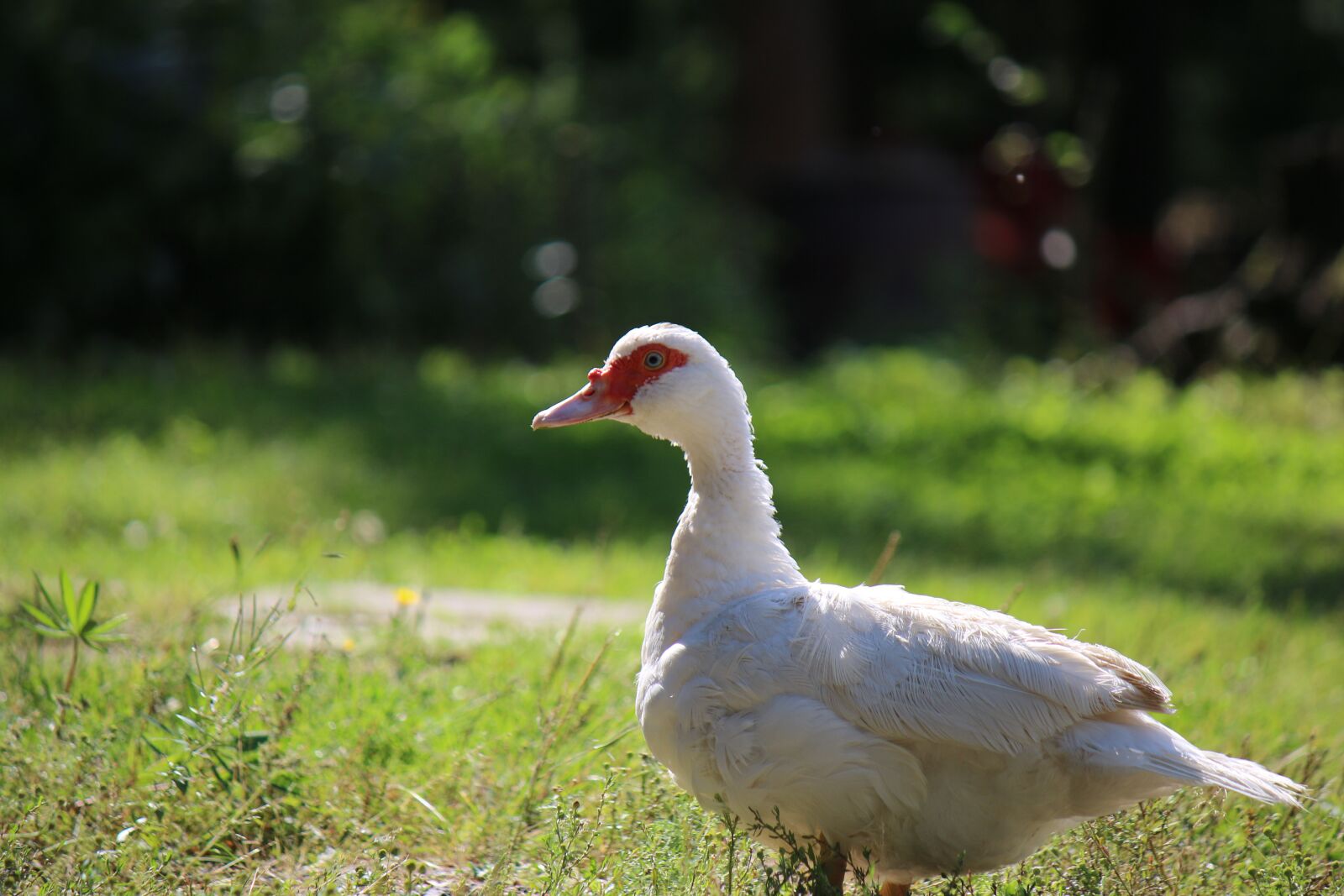 Canon EOS 70D + Canon EF-S 55-250mm F4-5.6 IS sample photo. Mulard, duck, domestic animal photography