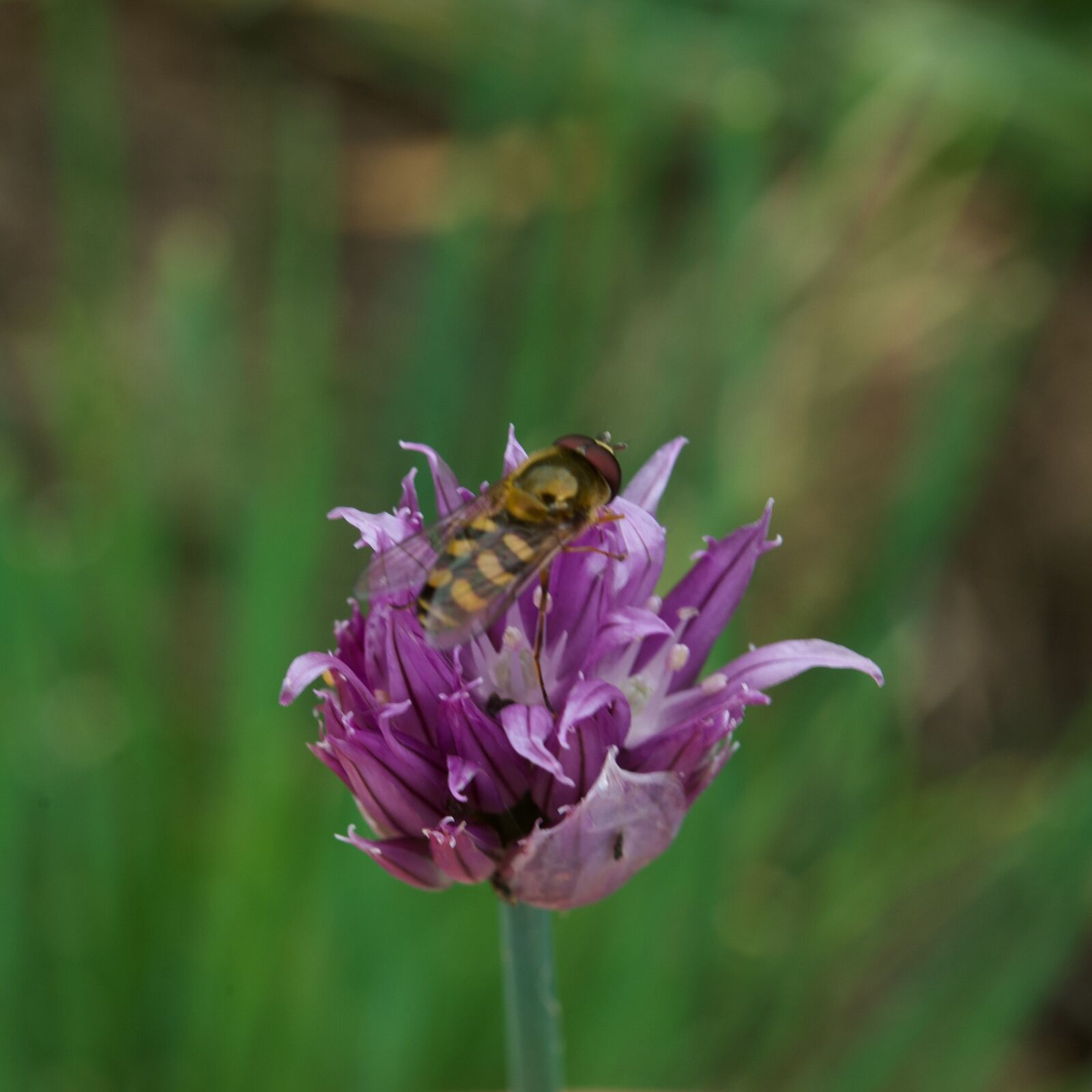 Nikon Z6 sample photo. Bee, leek, flower photography