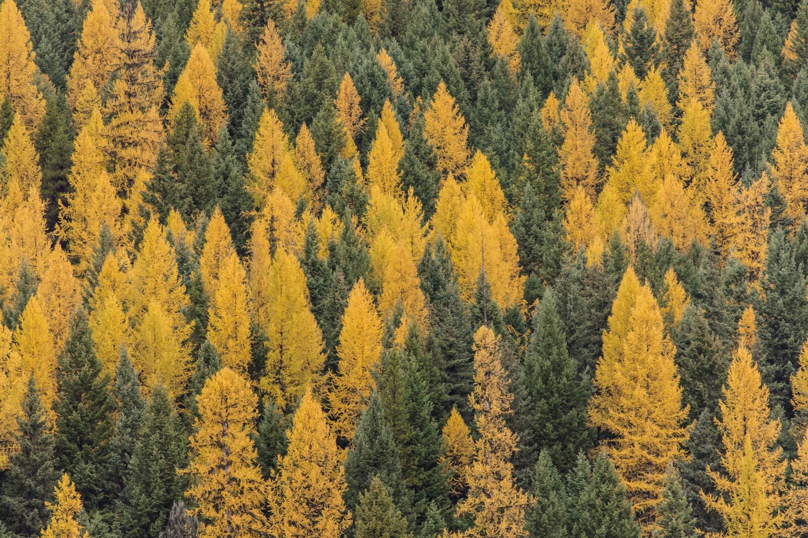 Canon EOS 5D Mark IV + Canon EF 100-400mm F4.5-5.6L IS USM sample photo. Forest, larches, trees photography