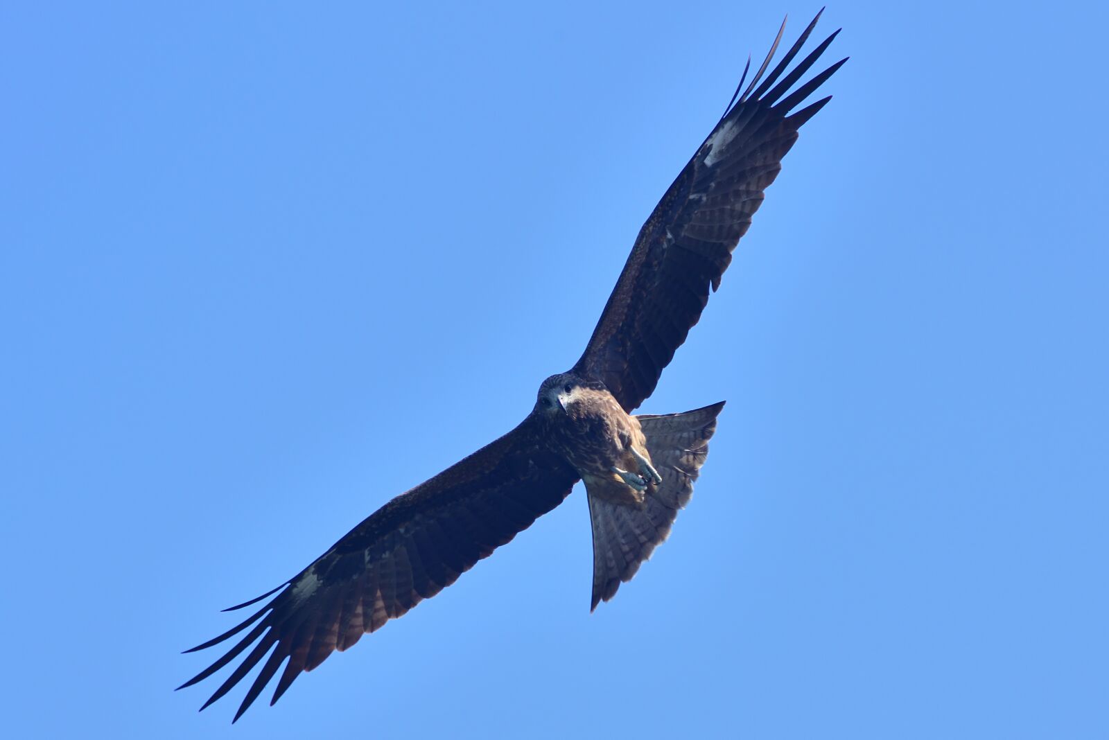 Nikon D750 sample photo. Eagle, the eagles, bird photography