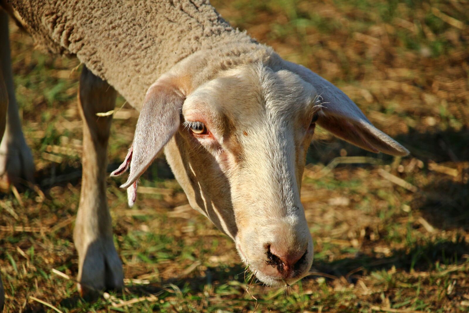 Canon EOS 100D (EOS Rebel SL1 / EOS Kiss X7) sample photo. Sheep, animal, wool photography