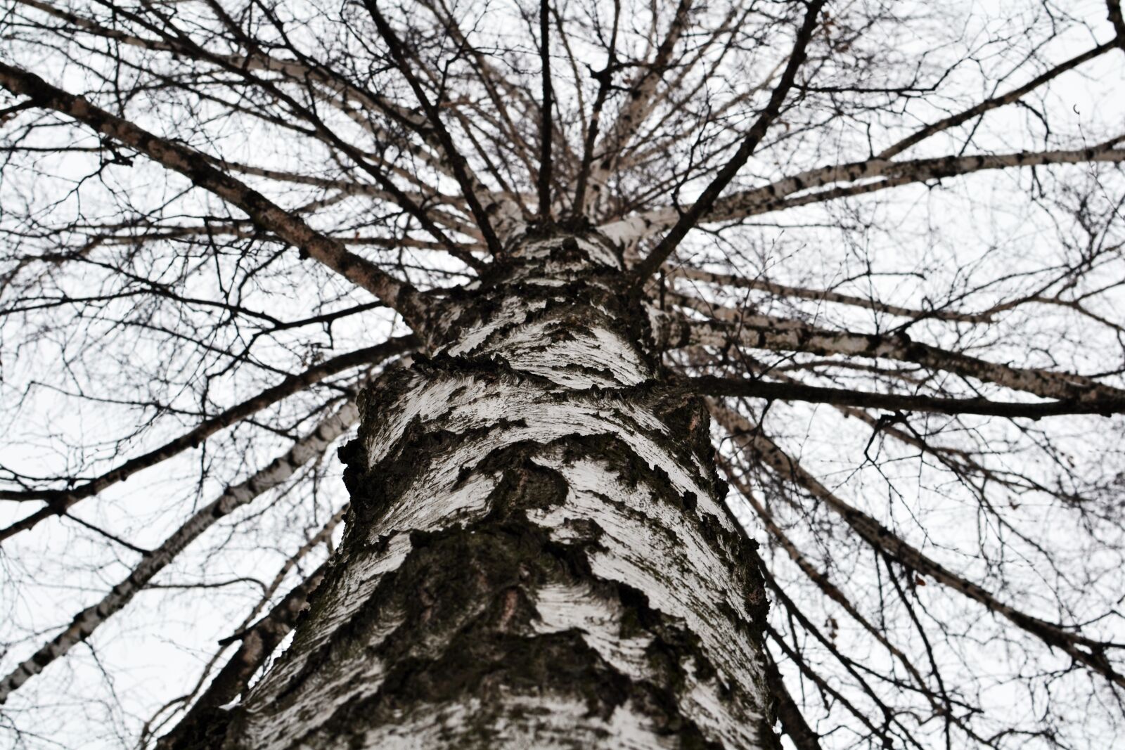Nikon D3100 sample photo. Birch, tree, sky photography