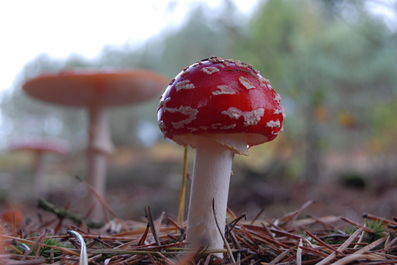 Nikon D200 sample photo. Fly agaric, mushroom, red photography