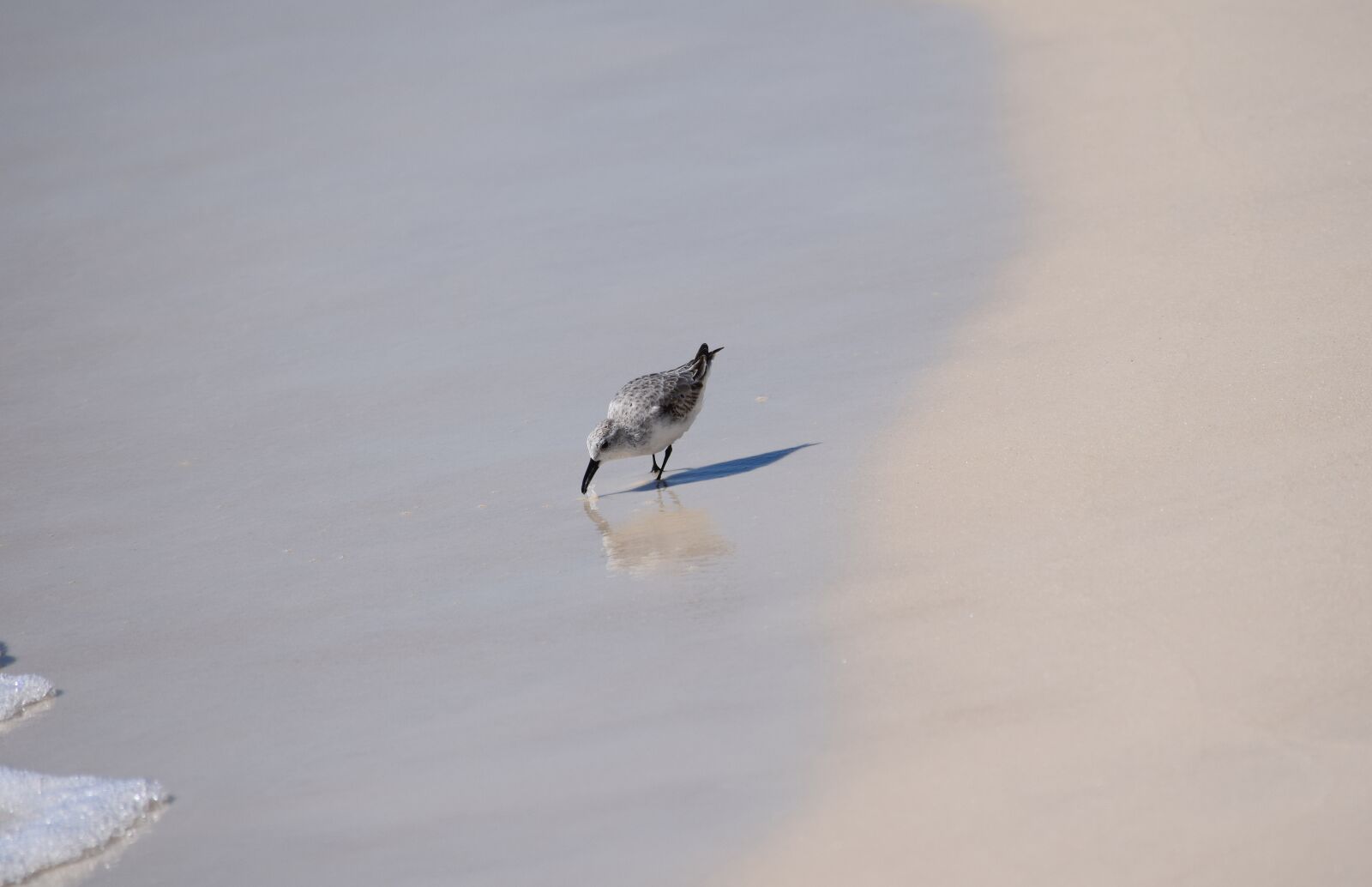 Nikon D3300 sample photo. Sanderling, shore bird, animal photography