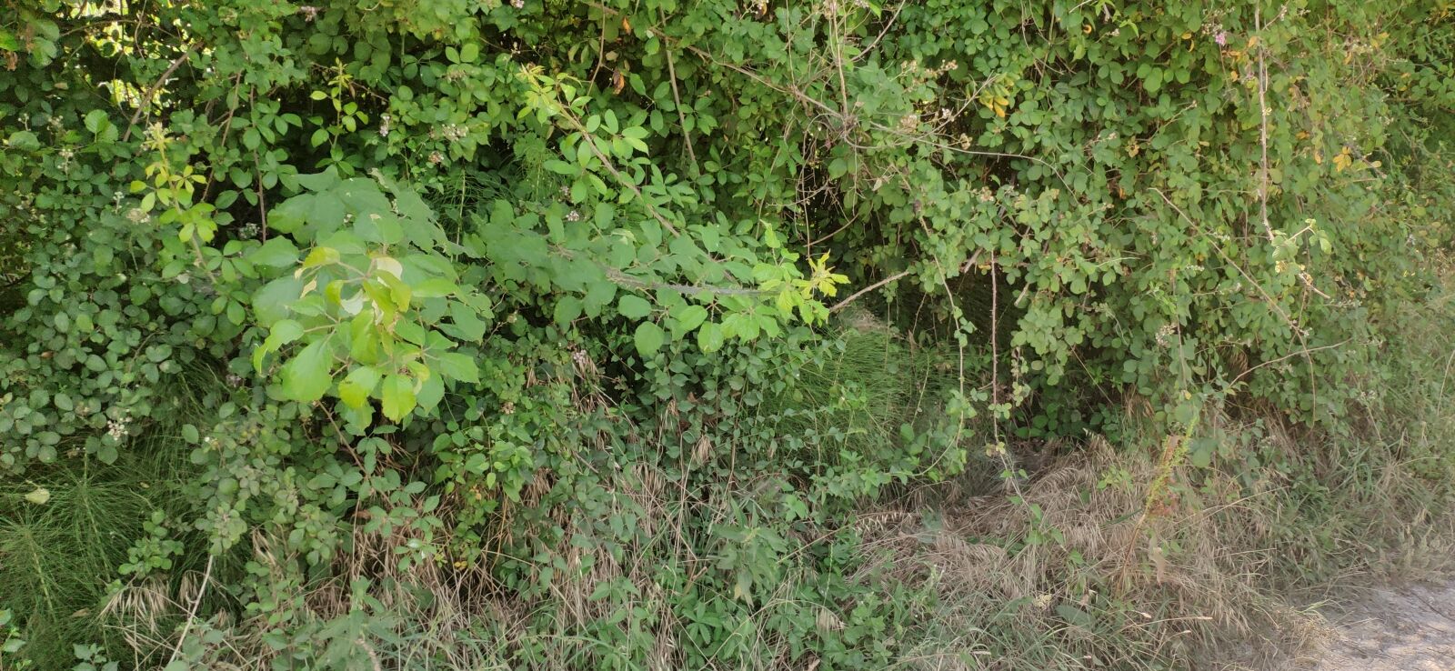 Xiaomi Mi MIX 3 sample photo. Green, forest, environment photography