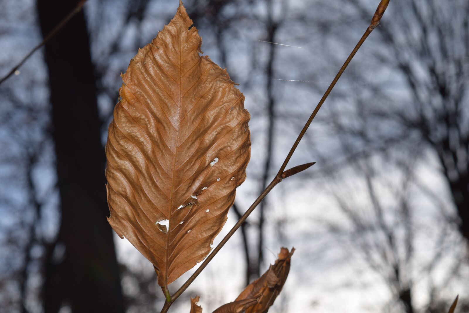 Nikon D3300 sample photo. Leaf, autumn, brown photography