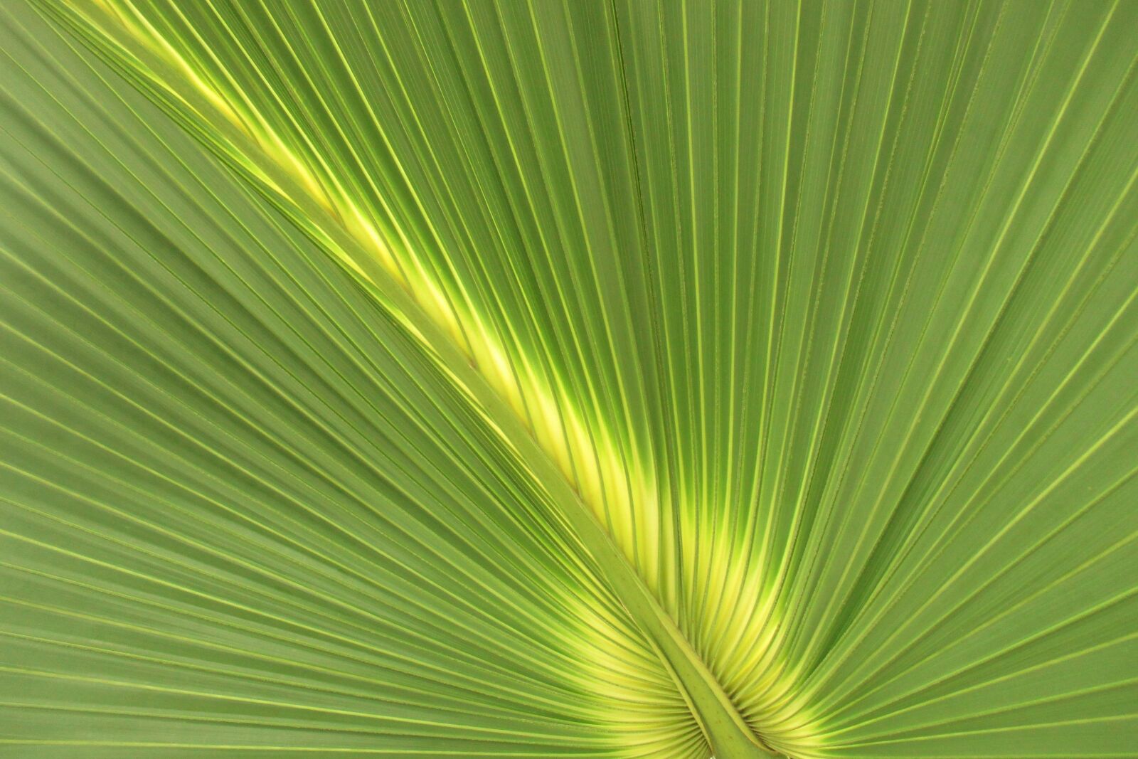 Canon PowerShot ELPH 115 IS (IXUS 132 / IXY 90F) sample photo. Palm, leaf, structure photography