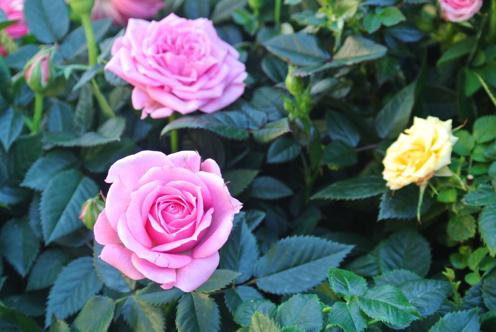 Nikon 1 Nikkor VR 10-30mm F3.5-5.6 sample photo. Flower, rosa, plant photography