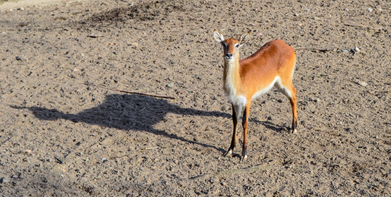 Nikon D3200 sample photo. Animal, nature, fauna photography