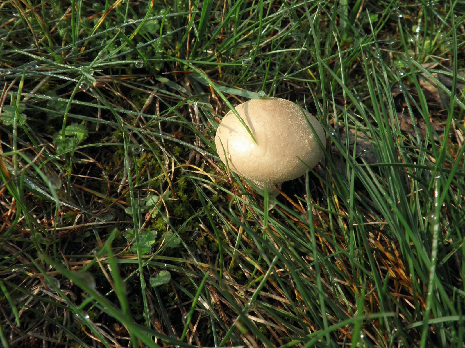 Olympus FE4010,X930 sample photo. Mushroom, meadow, autumn photography