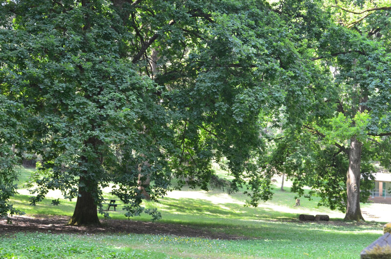 Nikon D5100 sample photo. Green, outdoor, tree photography