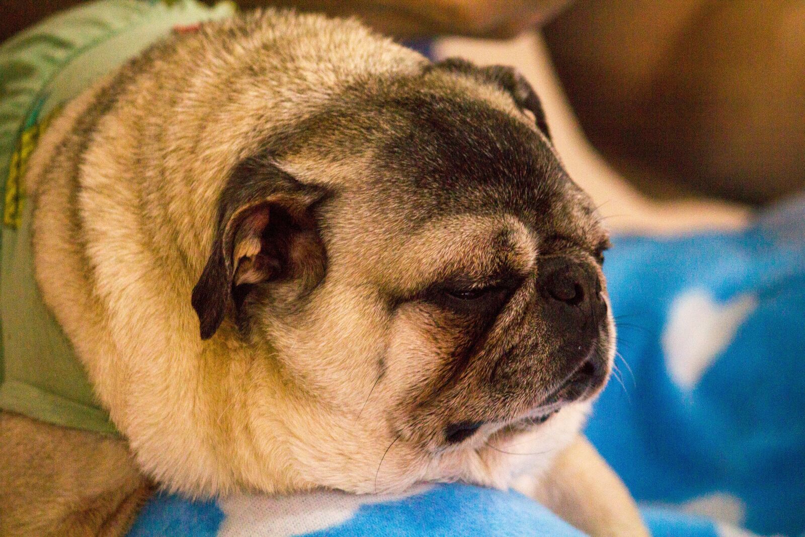 Canon EOS 550D (EOS Rebel T2i / EOS Kiss X4) sample photo. Drowsiness, dog, puppy photography