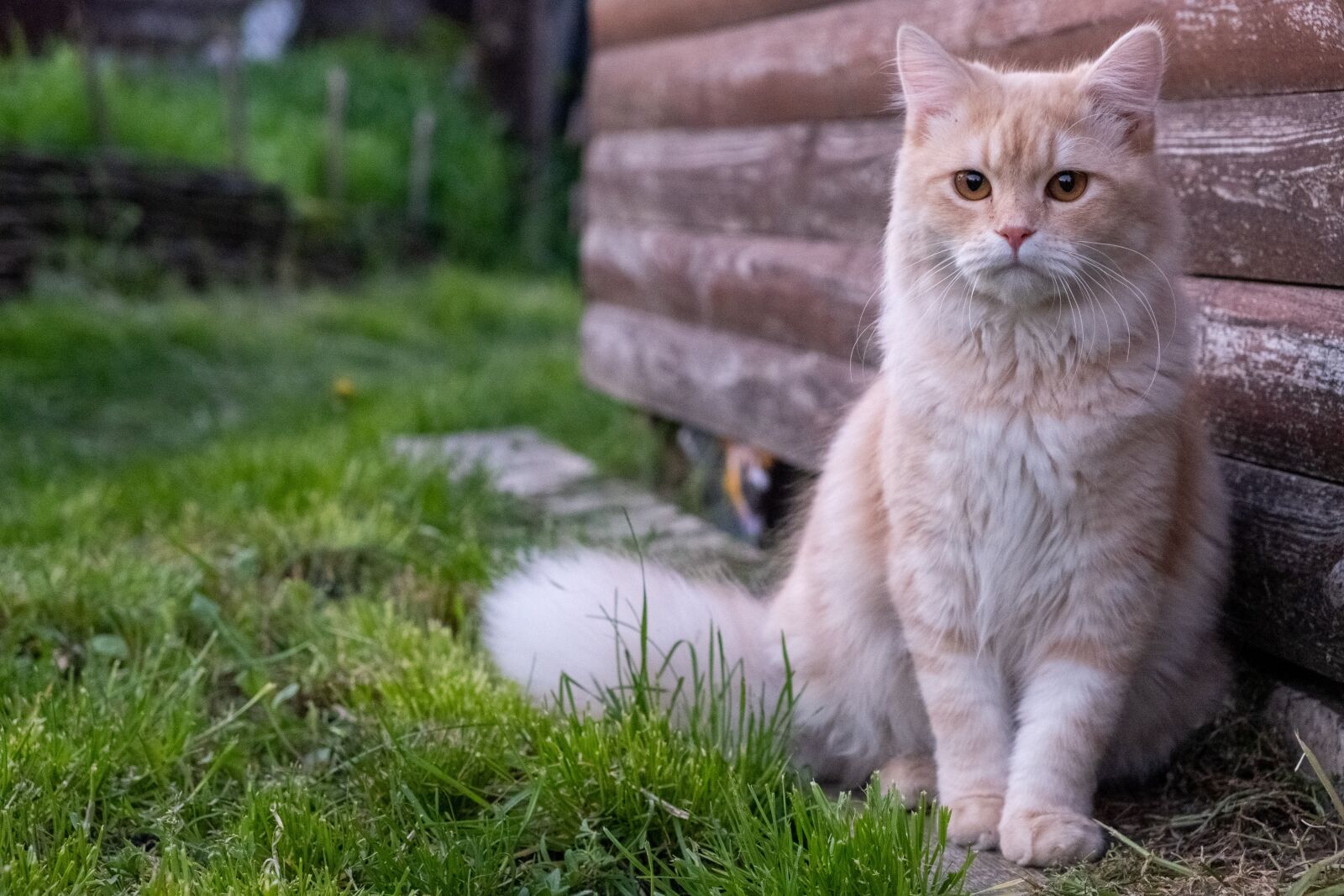 Fujifilm X-T3 + Fujifilm XF 18-55mm F2.8-4 R LM OIS sample photo. Cat, pet, beautiful photography