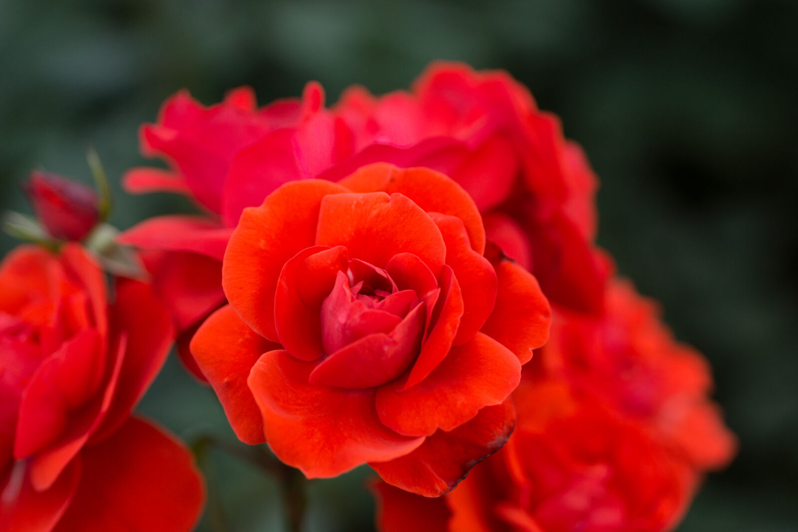 Sigma 70mm F2.8 EX DG Macro sample photo. Beautiful, flowers, flowers, red photography
