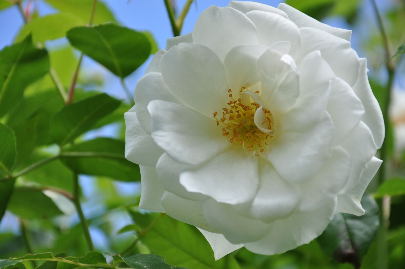 Nikon D90 sample photo. Pink, flower, nature photography