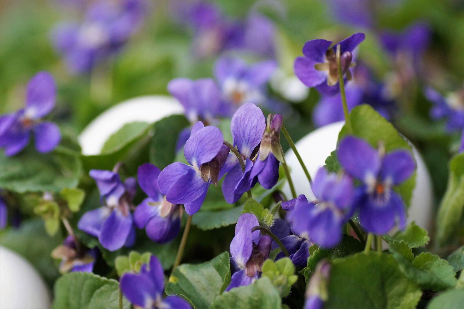Sony SLT-A58 sample photo. Violets, eggs, white photography