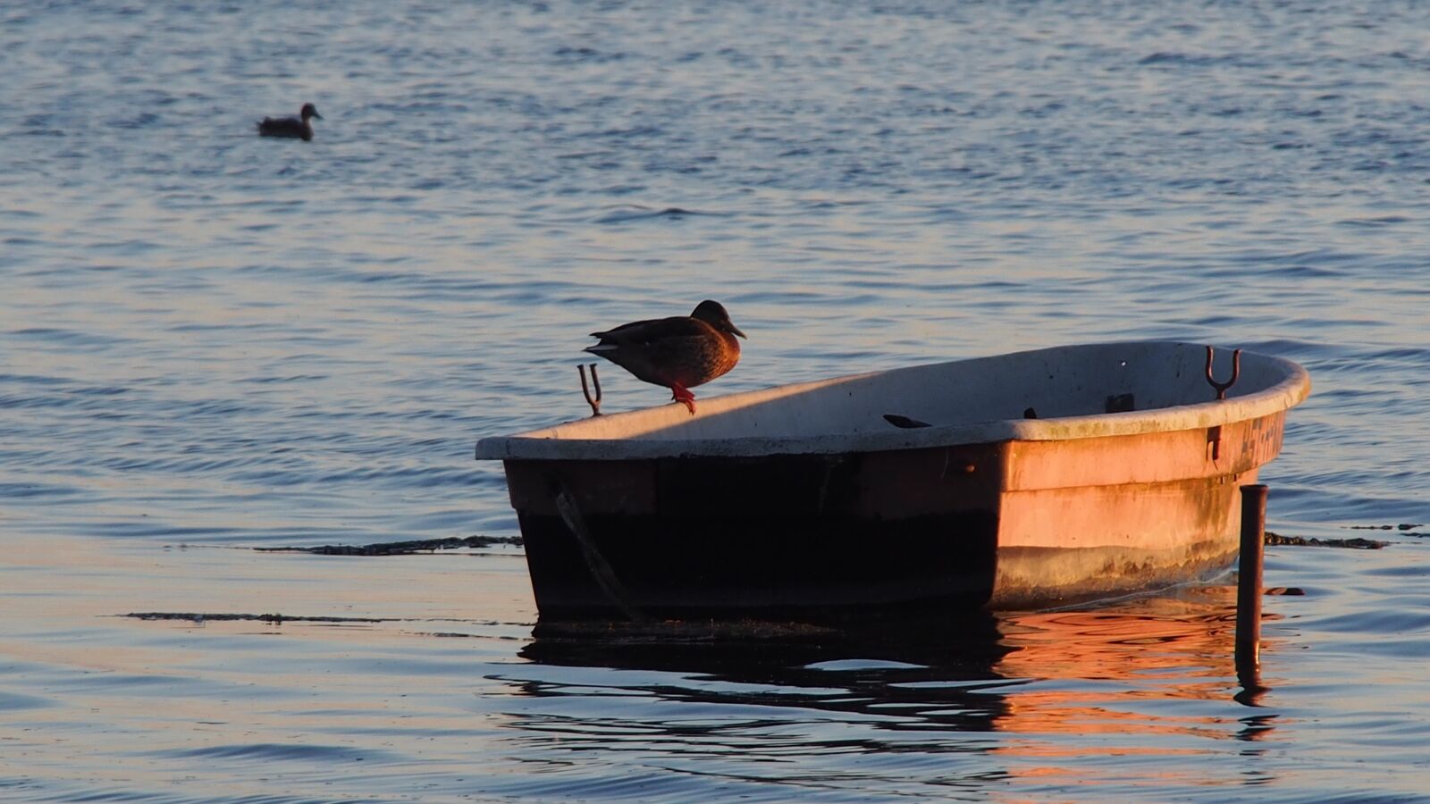 Olympus PEN E-PL5 sample photo. Lake, duck, boat photography