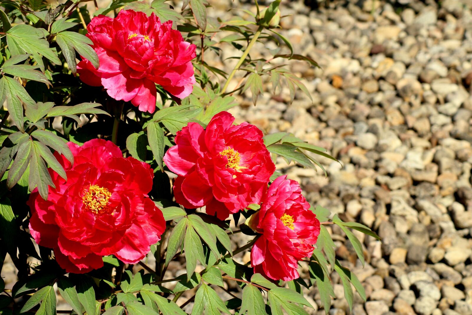 Canon EOS 1200D (EOS Rebel T5 / EOS Kiss X70 / EOS Hi) sample photo. Peonies, flowers, red photography