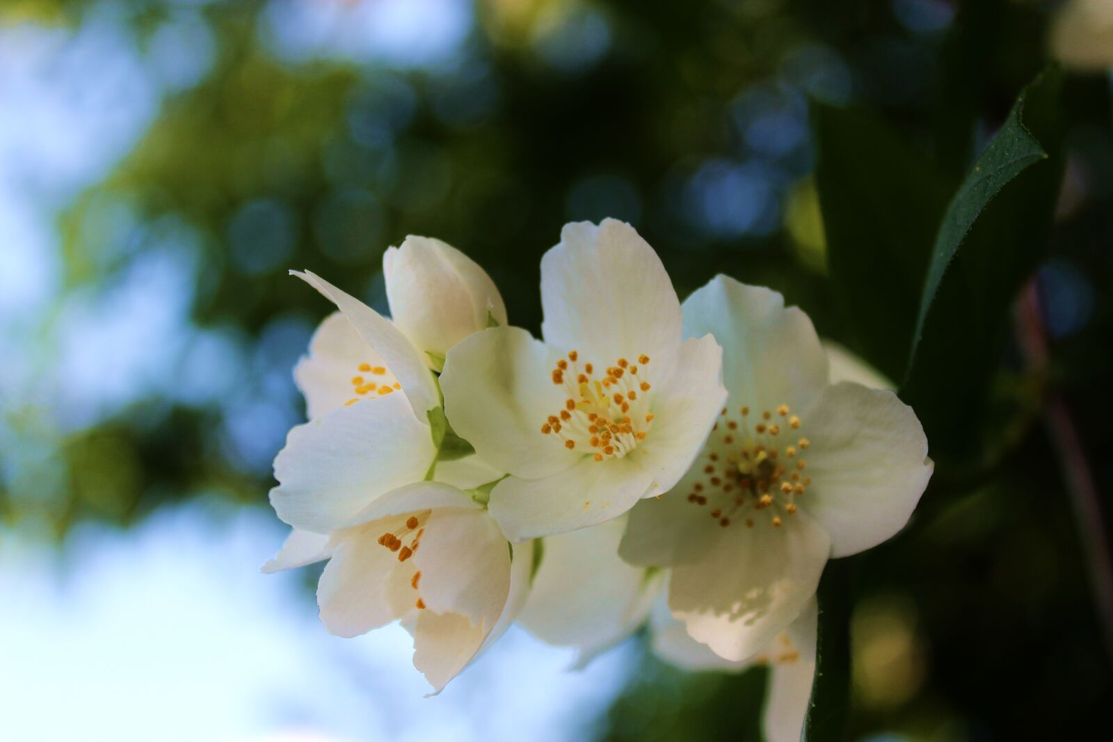 Canon EOS 1300D (EOS Rebel T6 / EOS Kiss X80) sample photo. Jasmine, jaśminowy, blooming photography