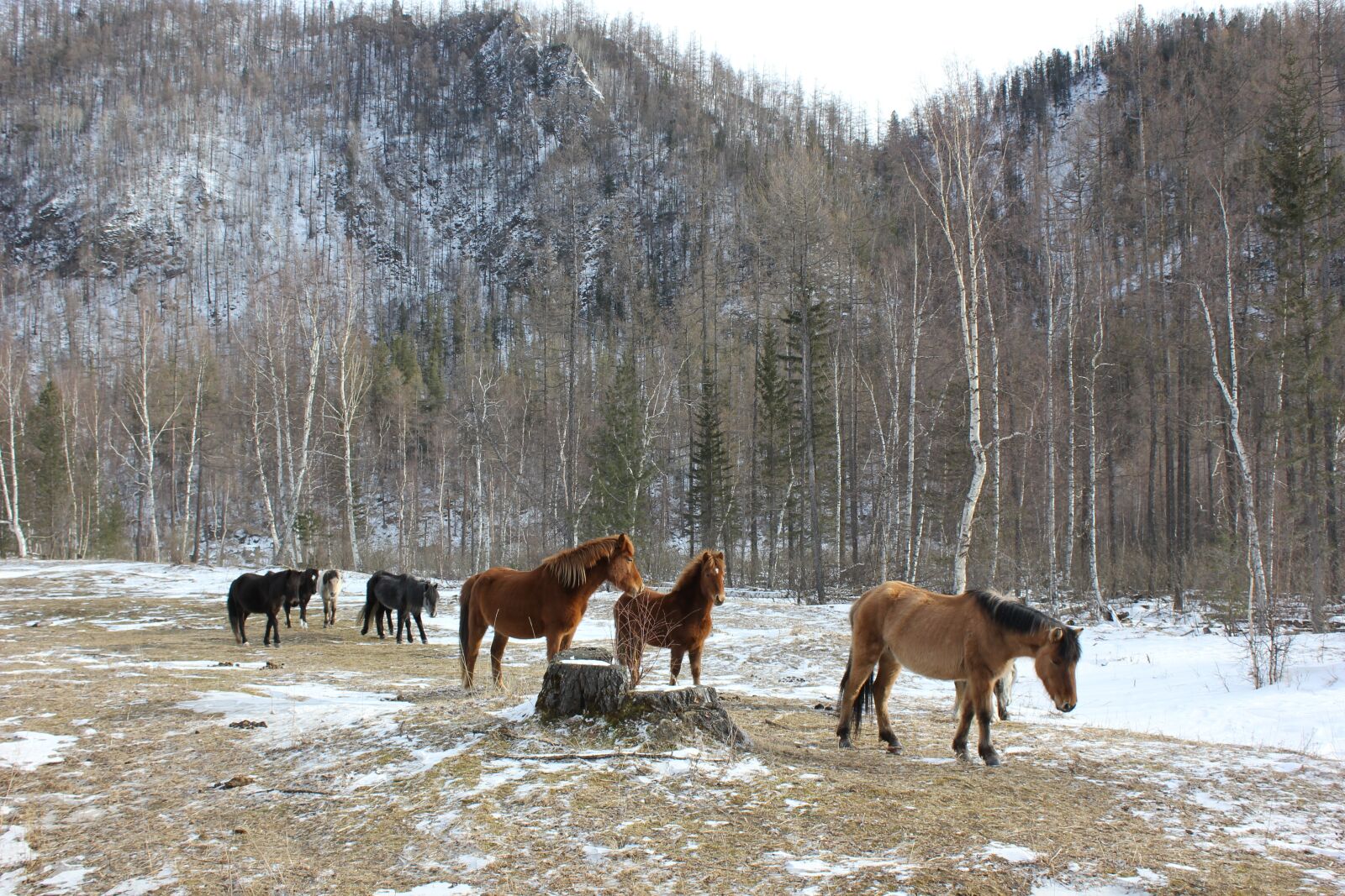 Canon EOS 550D (EOS Rebel T2i / EOS Kiss X4) sample photo. Russia, siberia, horses photography