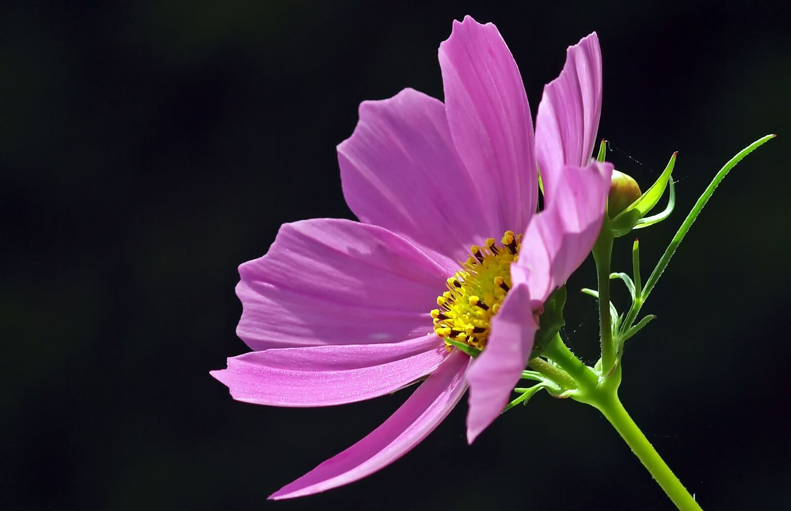 Olympus E-30 sample photo. Cosmea, blossom, bloom photography