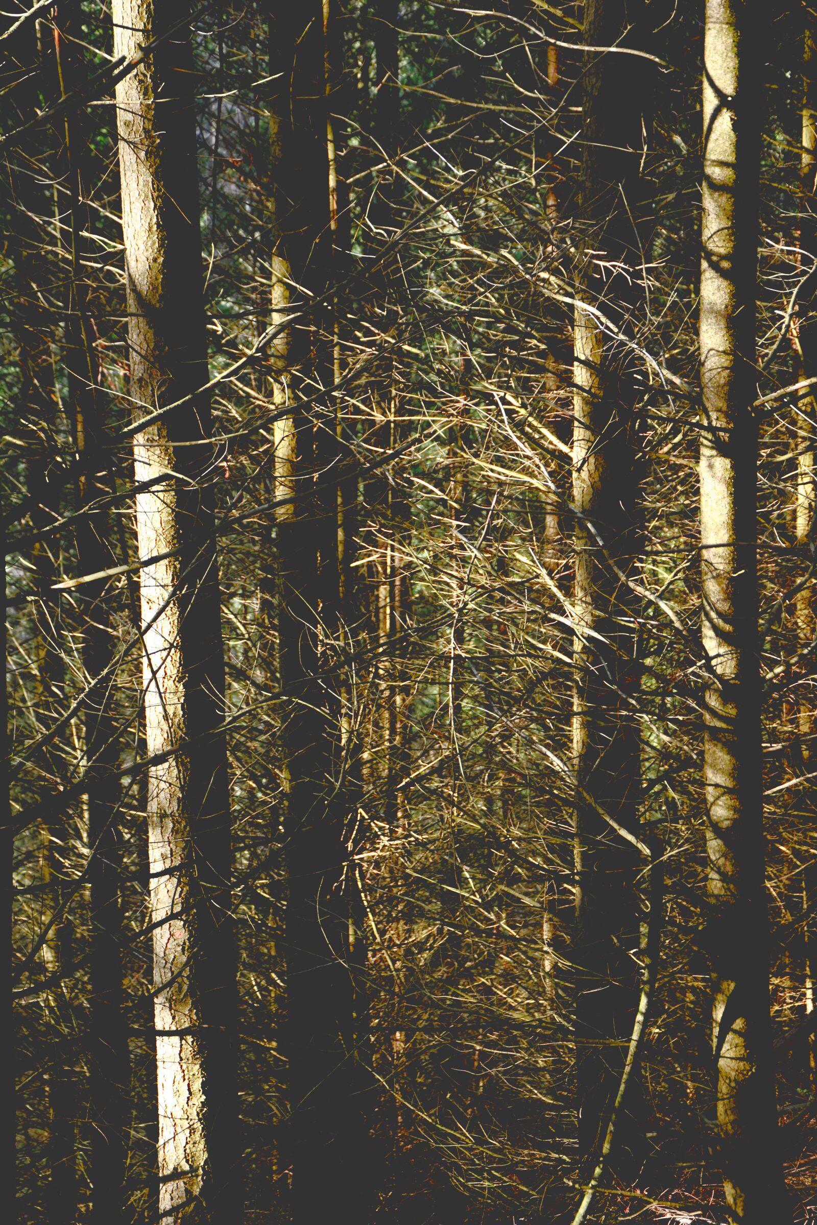 Nikon D5200 sample photo. Trees, forest, drought photography