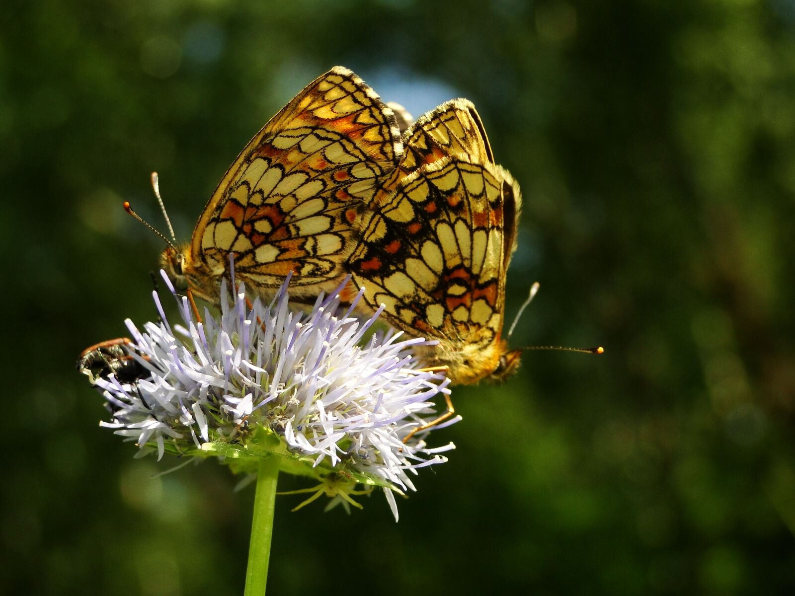 Sony Cyber-shot DSC-HX1 sample photo. Nature, insect, butterfly day photography