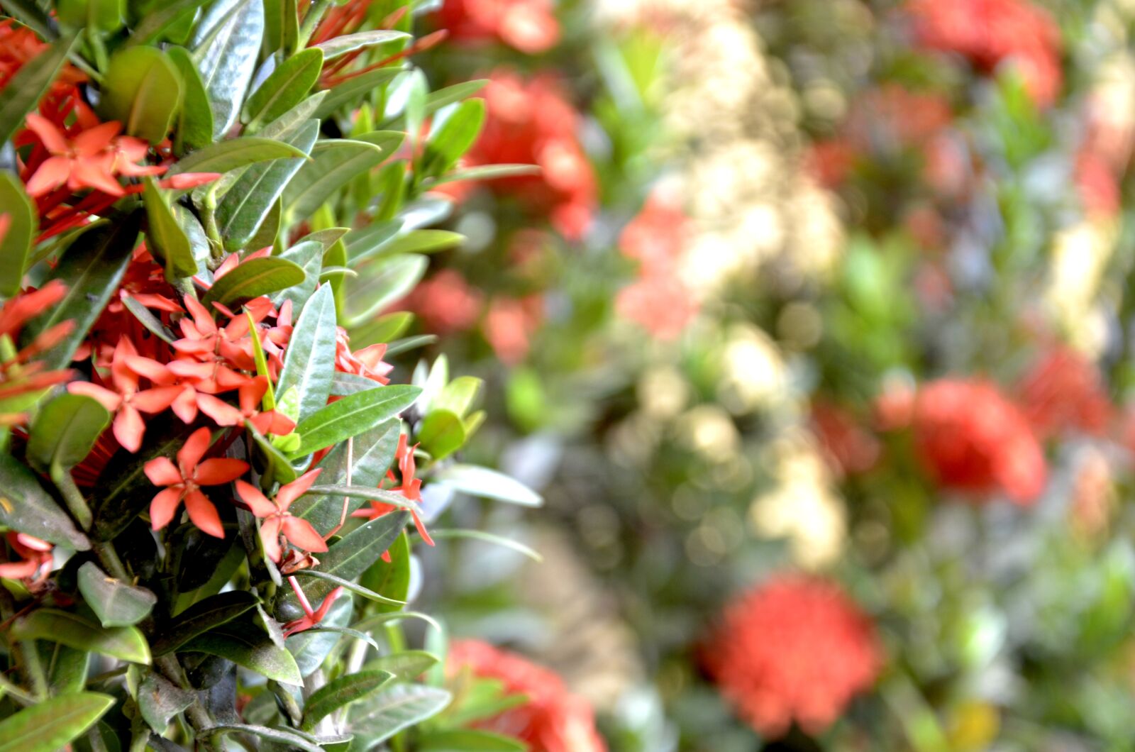 Nikon D7000 sample photo. Flowers, red, blur photography