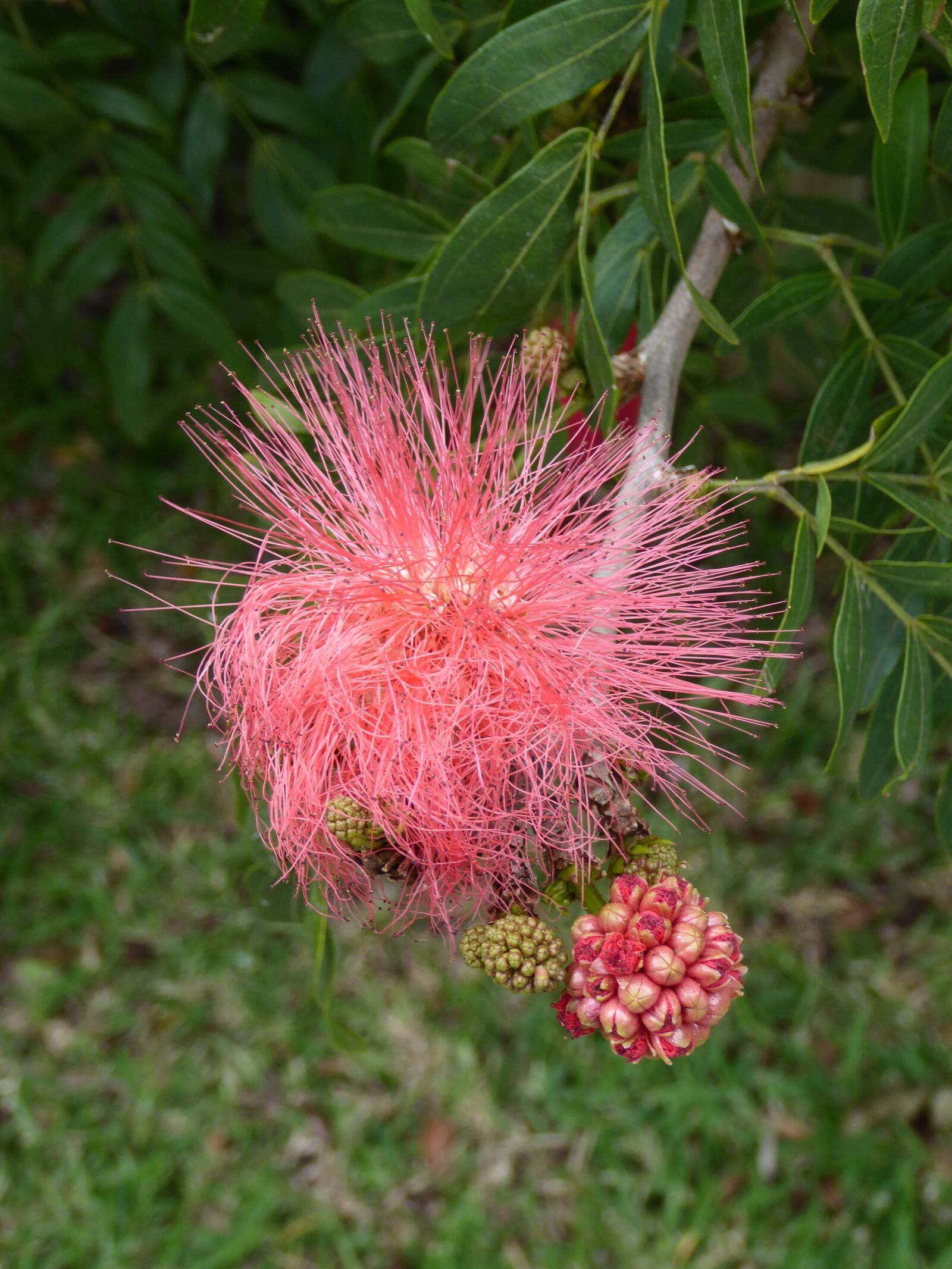 Panasonic Lumix DMC-ZS50 (Lumix DMC-TZ70) sample photo. Plant, flower, mauritius photography